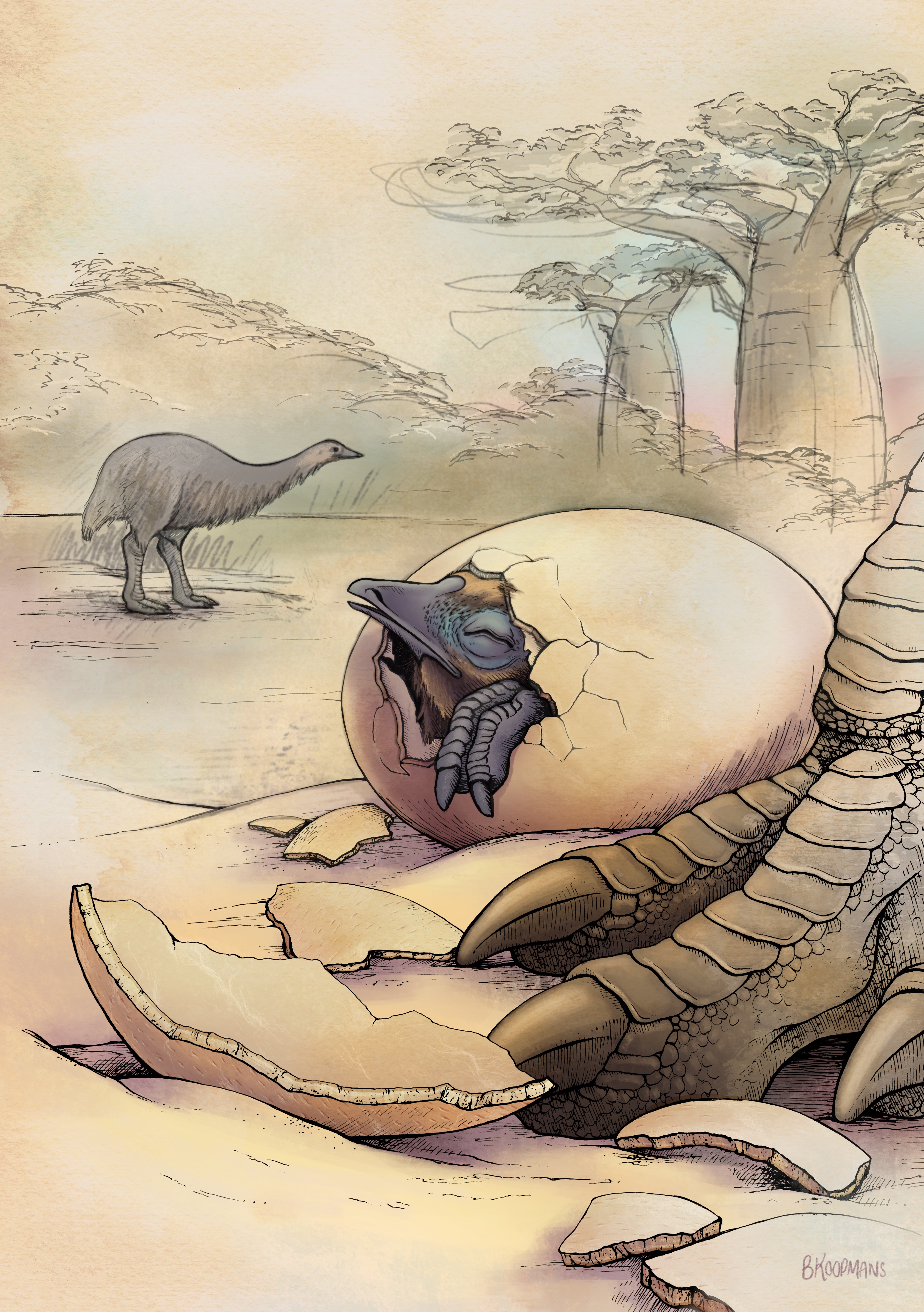 An artist’s impression of elephant birds in their natural habitat, Madagascar (by Scientific Illustrator Bonnie Koopmans in 2022
