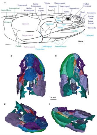 Cladarosymblema narrienense