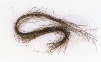 Detail of a hair strand