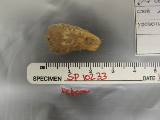 The Pierced deer tooth discovered from Denisova Cave before DNA extraction