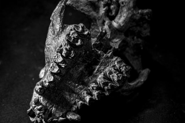 Pantolambda teeth Credit: G Funston