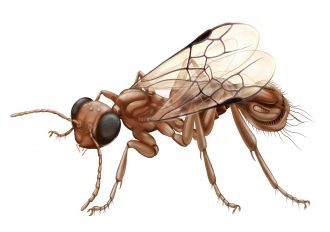 Reconstruction of Sirenobethylus charbybdis