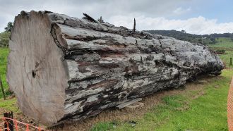 An ancient kauri tree log from Ngāwhā, New Zealand.