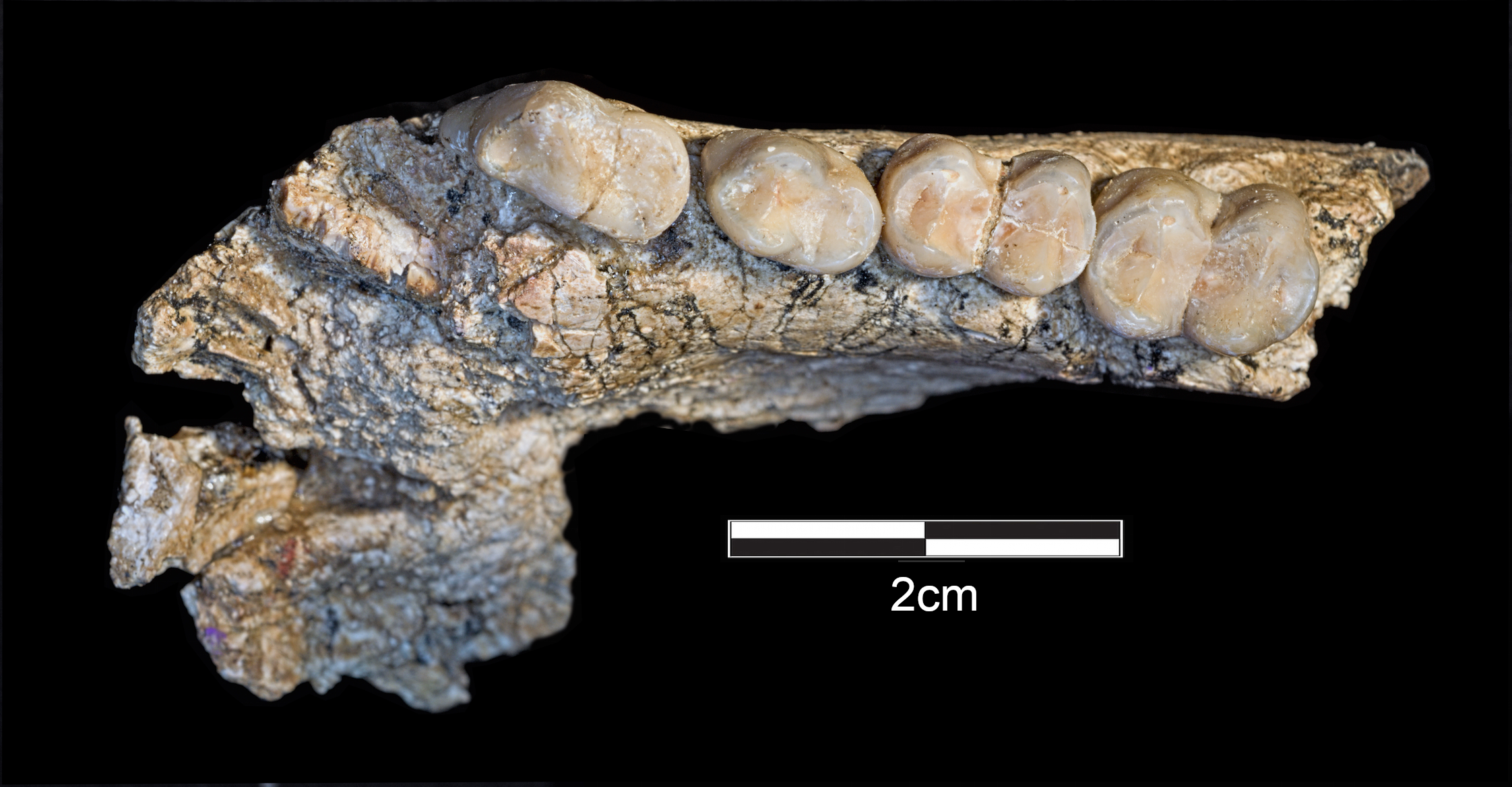 J.S.Oliver, Homa Peninsula Paleoanthropology Project - D4-NY_exc3-1547_MONKEYman