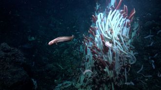 Giant tubeworms on the seafloor surface at 2500 m water depth
