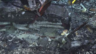 Giant tubeworms in shallow subsurface cavity below deep-sea hydrothermal vents