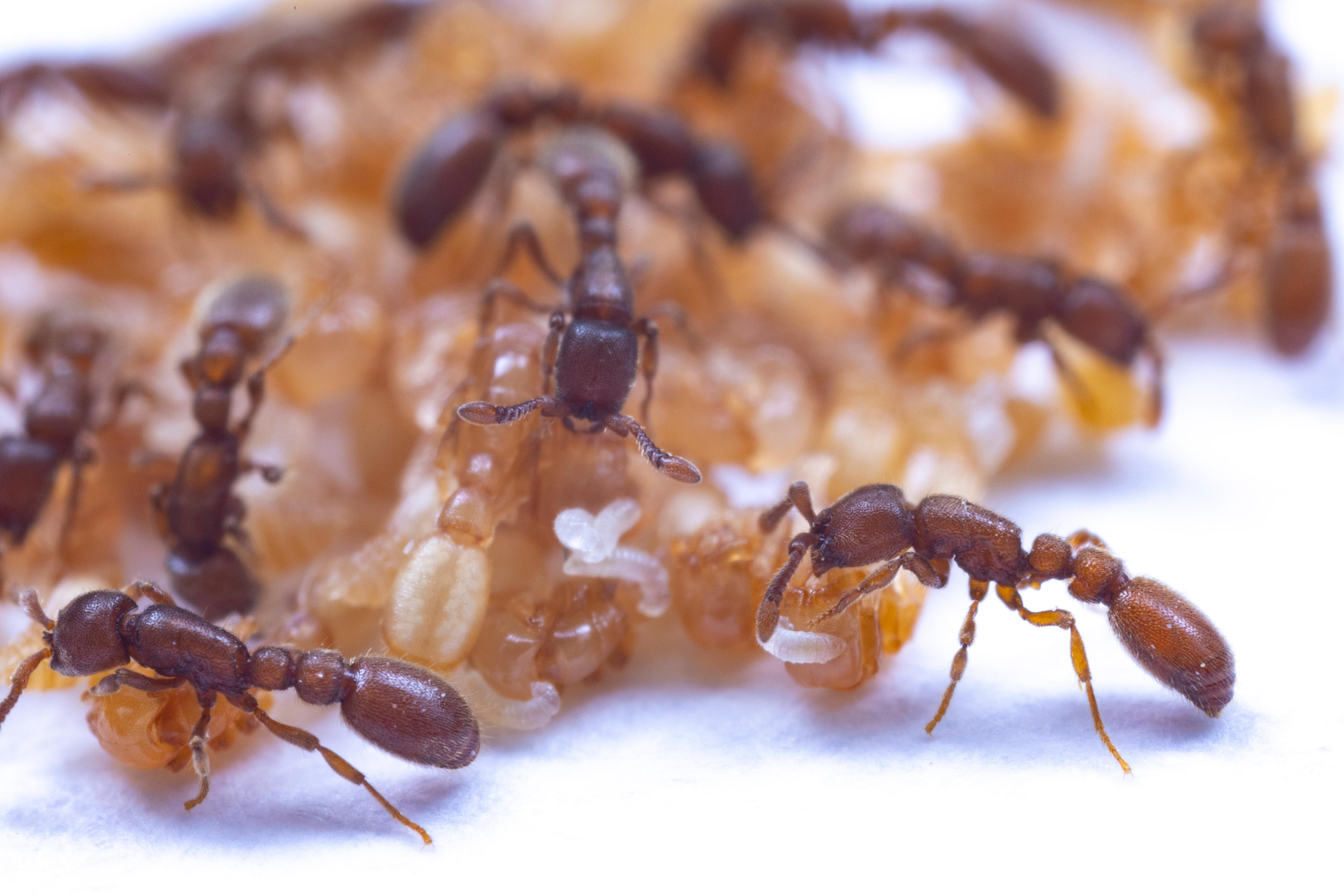 A nest of Ooceraea biroi clonal raider ants with workers, pupae, and young larvae. The workers have placed the young larvae on the pupae, where they feed on pupal secretions. Credit: Daniel Kronauer.