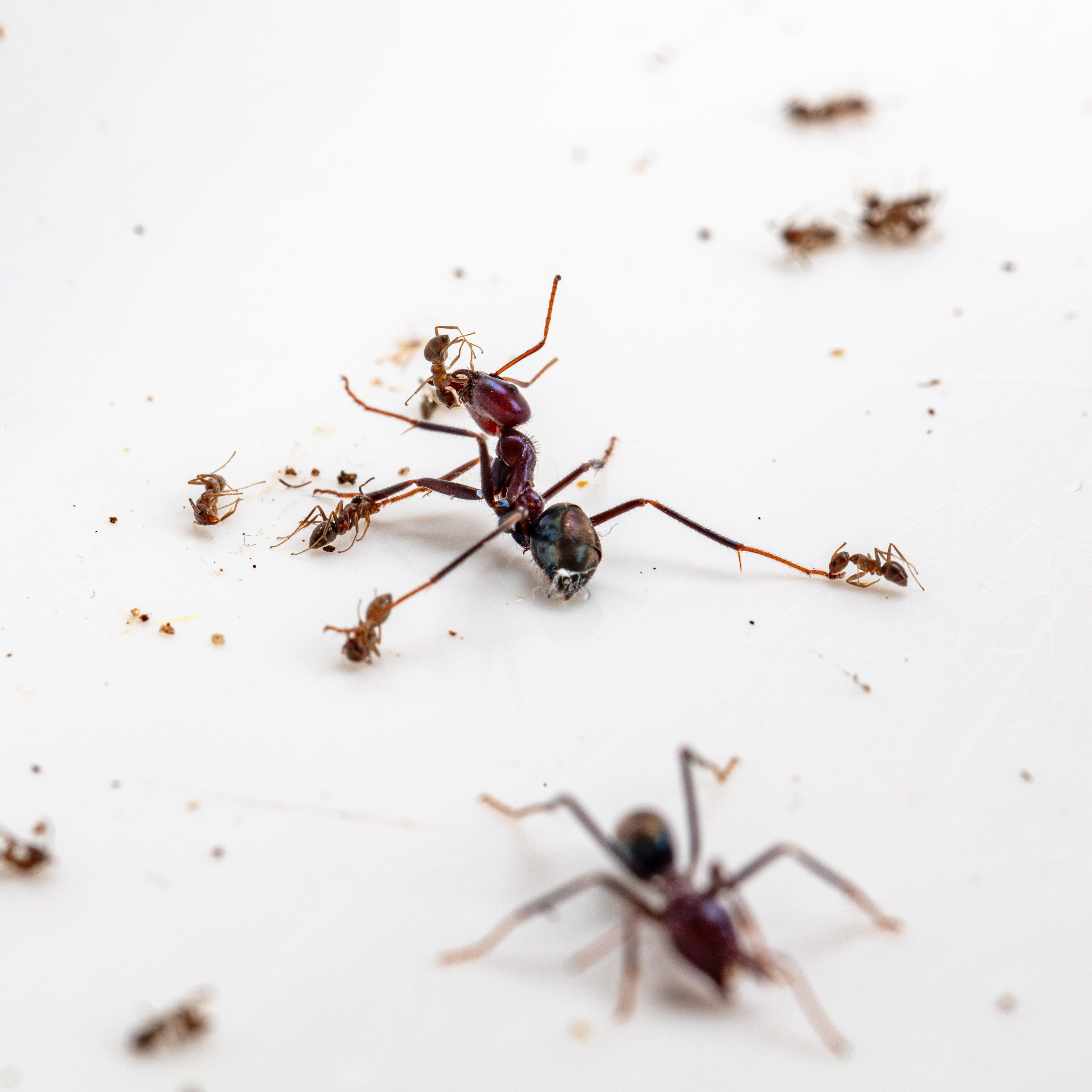 Social insects like ants are one of the few species to engage in warfare on the same scale as humans. Credit:  Bruce Webber, CSIRO