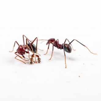 The invasive Argentine ant was pitted against the larger Australian meat ant