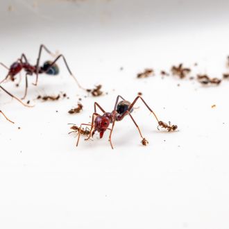 Ants at war