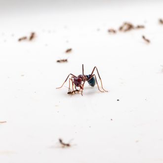 An ant battle between Australian meat ants and the smaller Argentine ant.