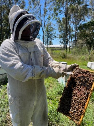 Murray_searching for propolis on the live hive