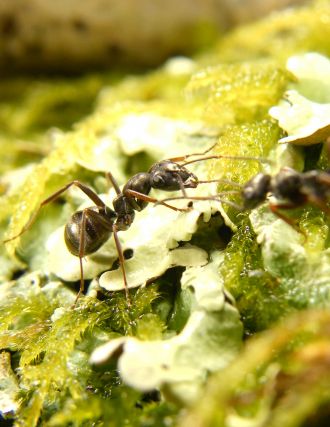 Formica fusca ants