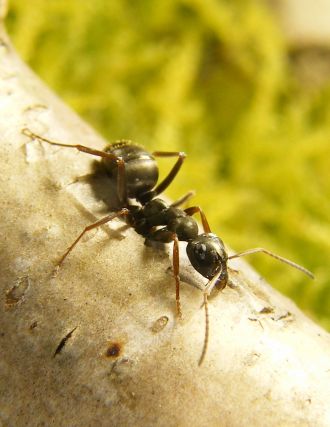 Formica fusca