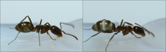 Argentine ant before and after drinking