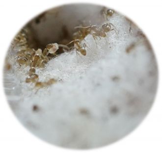 Argentine ant nest