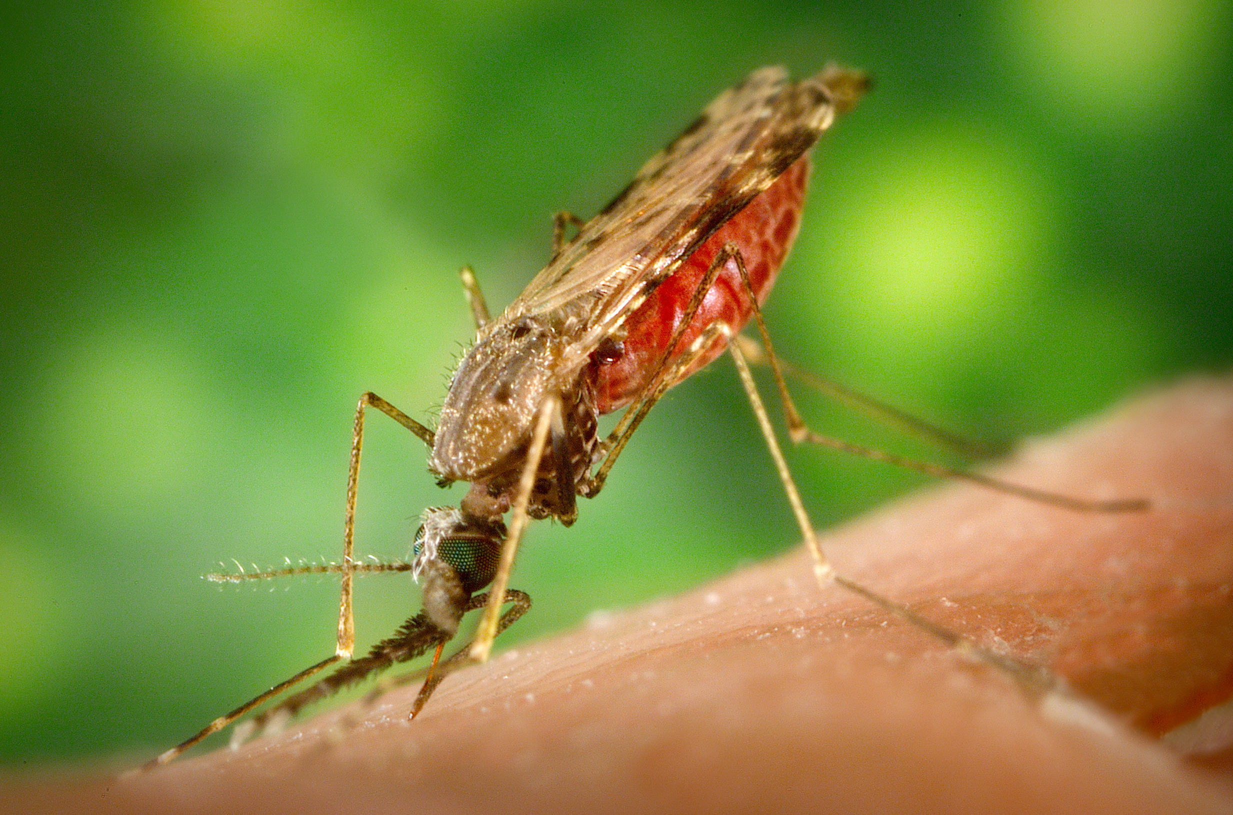 An Anopheles albimanus mosquito, which is known for causing the parasitic disease malaria. Photo: Centers for Disease Control and Prevention/James Gathany