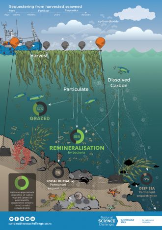 Carbon cycle within a seaweed farm