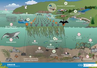Possible ecosystem services and negative environmental effects