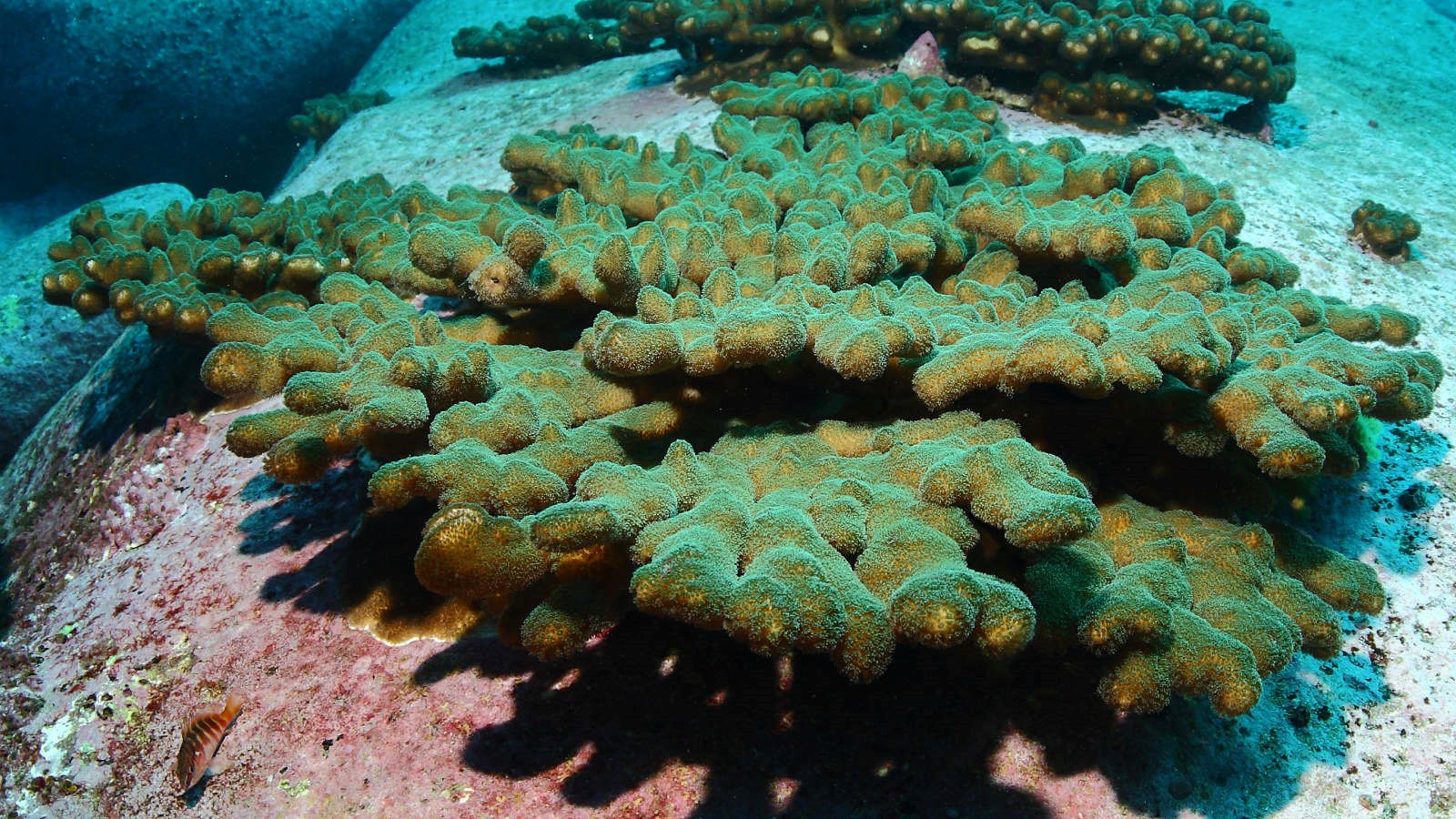 Populations of Pocillopora aliciae are thriving in coastal Sydney. Credit: John Sear