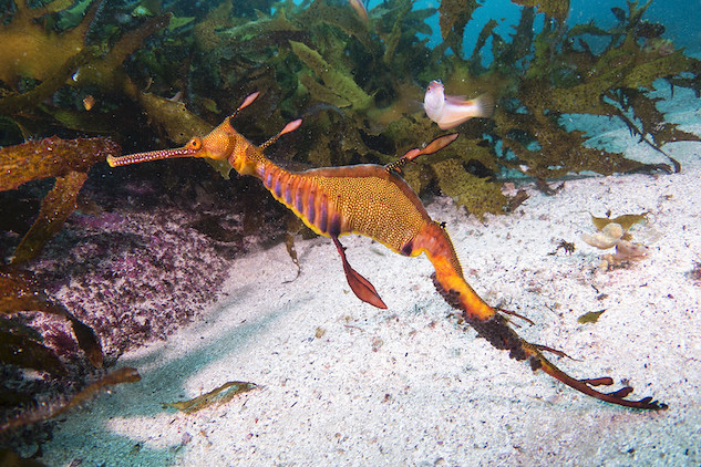An example of the amazing sea life which UNSW Science researcher John Turnbull encountered during his research of marine areas along Australia's Great Southern Reef. Pictured, the Phyllopteryx taeniolatus, also known as the Weedy seadragon. Photo: John Turnbull