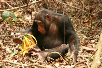 A chimpanzee feeding on ripe fruits terrestrially