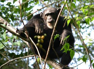 Adult female chimpanzee feeding on ripe spondias mombin