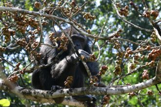 An adult female chimpanzee feeding on ripe fig fruits