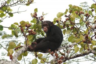 Chimpanzee feeding on ripe fig fruits