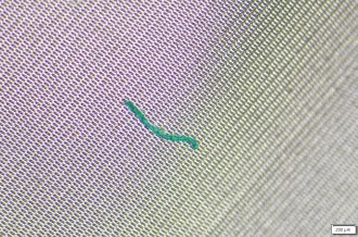 A piece of microplastic.