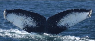 Photo of a humpback whale fluke