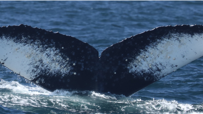 Example photo of a humpback whale fluke from which identification of individuals is enabled through distinction of fluke shape and coloration. This photo by T. Cheeseman is of the individual most frequently identified in the Monterey Bay region during the study period, Fran, who was killed by a ship strike in August 2022. Image credit: Ryan et al., 2025, PLOS One, CC0 (https://creativecommons.org/publicdomain/zero/1.0/)   