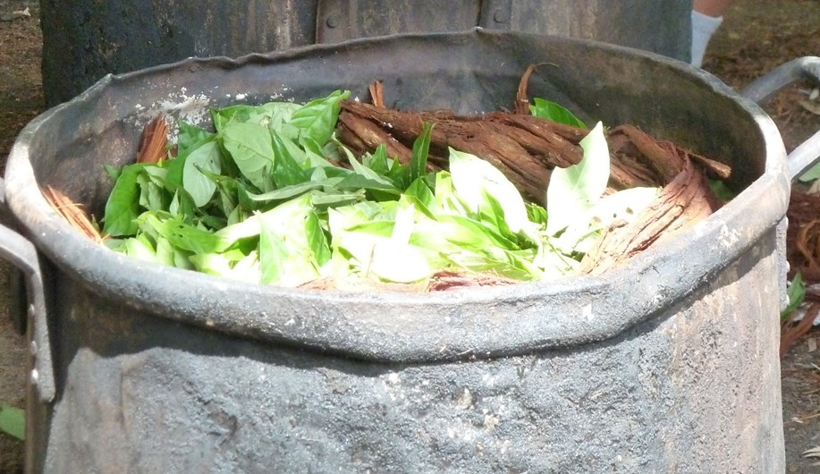 Preparation of ayahuasca (from B. caapi and P. viridis) Daniel Perkins, CC-BY 4.0 (https://creativecommons.org/licenses/by/4.0/)