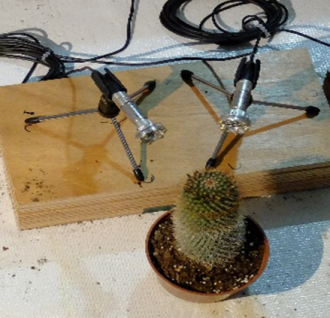 Photo of a cactus being recorded