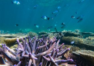Coral reef scene in the Far North of the Great Barrier Reef.