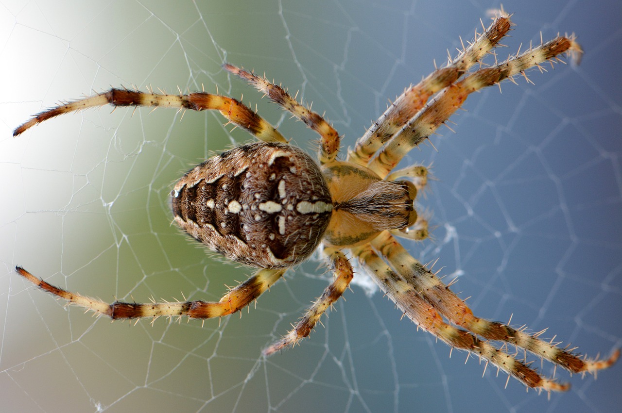 CC-0. https://pixabay.com/photos/spider-animal-cobweb-arachnid-436947/