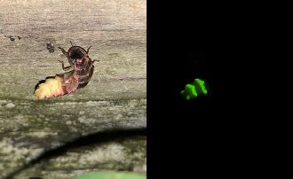 A female glow worm in the dark (Right) and with light from a camera flash (Left)