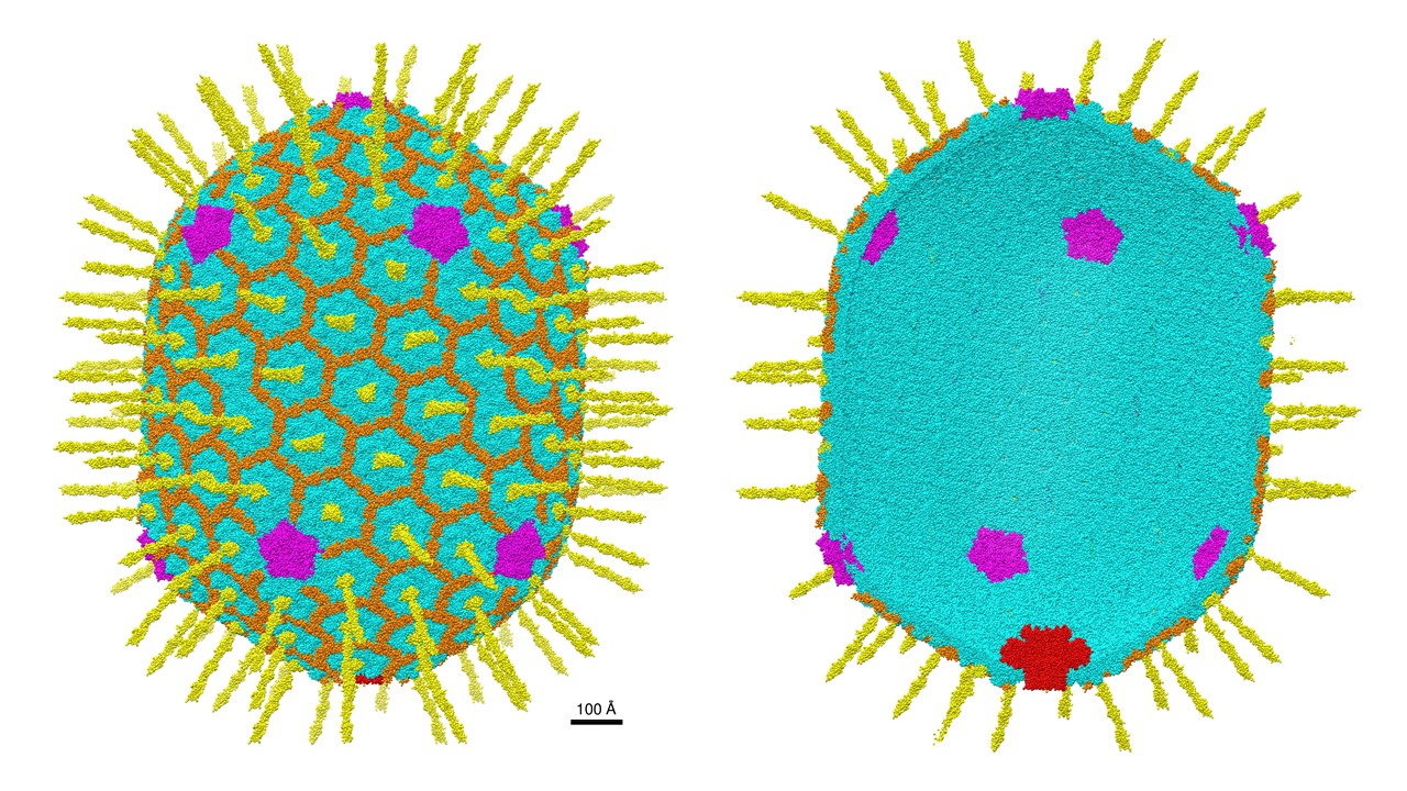 Venigalla B. Rao; Victor Padilla-Sanchez, Andrei Fokine, Jingen Zhu, and Qianglin Fang