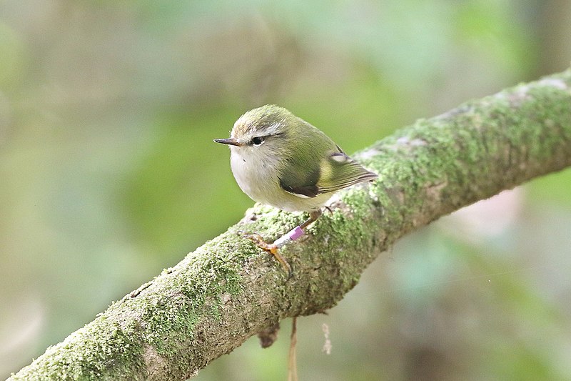 Image by Melissa Boardman on Wikimedia Commons, Licensed under the Creative Commons Attribution-Share Alike 4.0 International License