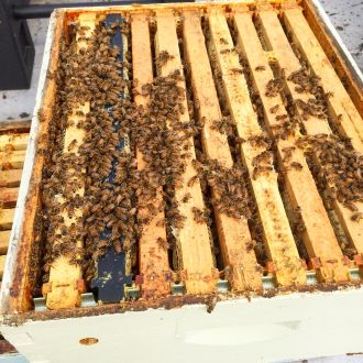 Inside view of a Langstroth hive in on beekeeper Ralph Gaeta’s rooftop