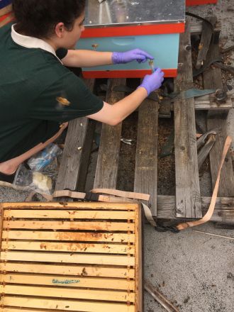 Study co-author Devora Najjar collecting a sample at a hive in, Fort Greene