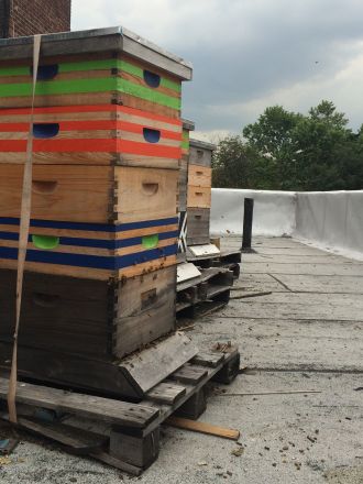 Langstroth hives kept by beekeeper Tim O’Neal in Fort Greene, Brooklyn, New York