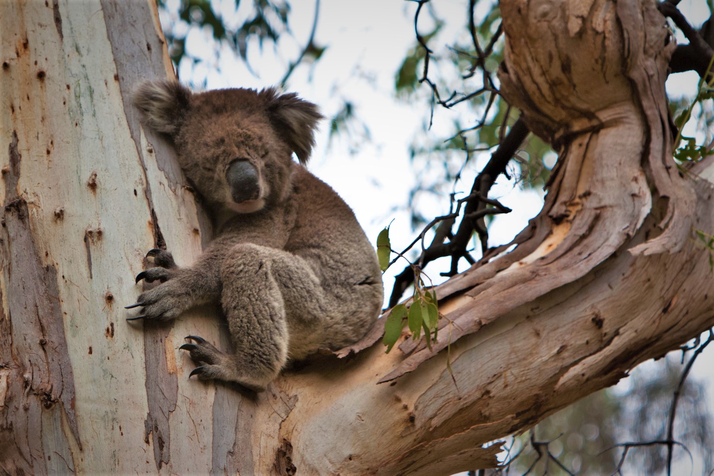 The very subtle body language of koalas and the long periods spent sleeping high up in trees presents many challenges in assessing indicators of their emotions. Image: Phil Long / Flickr (CC BY 2.0).