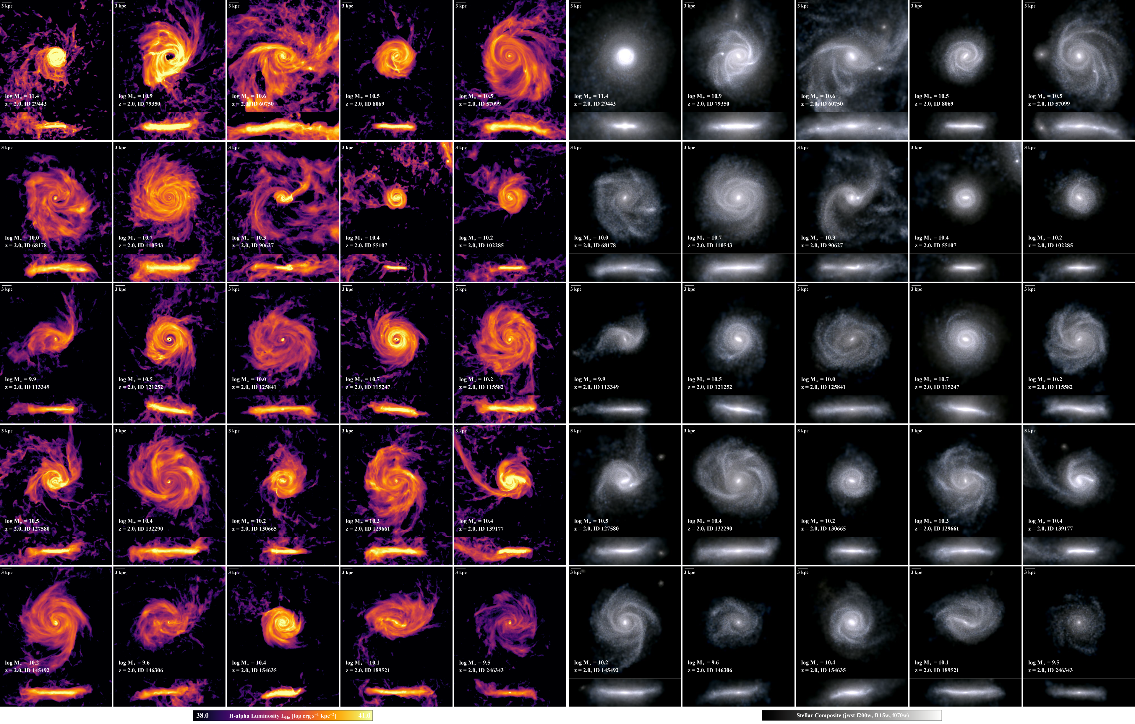 An ensemble of twenty-five disk galaxies. The view on the left shows light emitted in the H-alpha line from interstellar gas as a result of ongoing star-formation, while the panels on the right shows the optical light emitted by a mix of young (bluer) and old (redder) stars.  Each galaxy can be seen rotated edge-on below its face-on view. Credit: TNG Collaboration