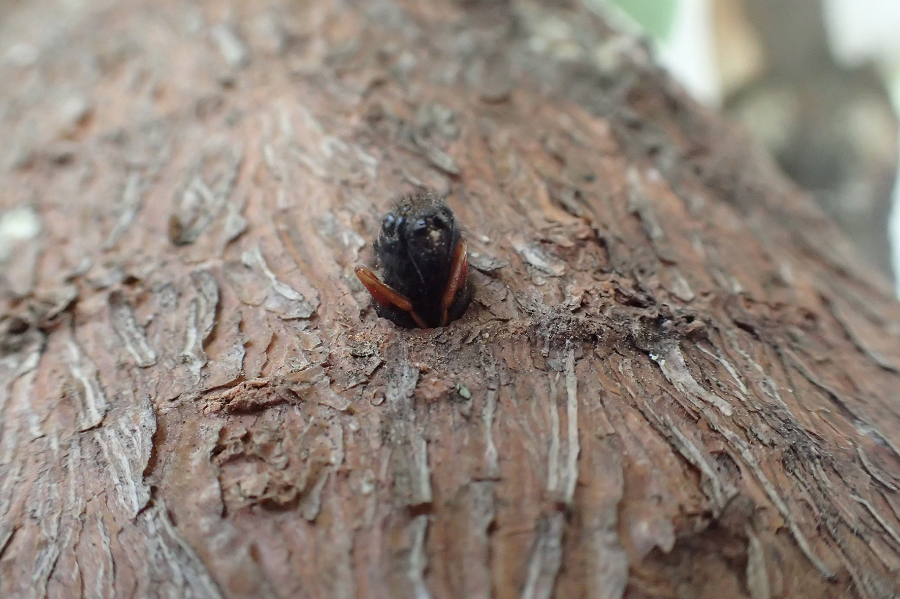 Pest Sirex wasp. Credit Nicolas Meurisse of Scion