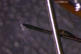 Wasp drilling eggs into pine amid squiggly worms