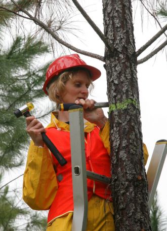 Dr Helen Nahrung of UniSC taking samples of worms on pine tree