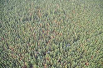 Aerial of dead pine trees due to sirex wasp