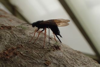 Pest Sirex wasp
