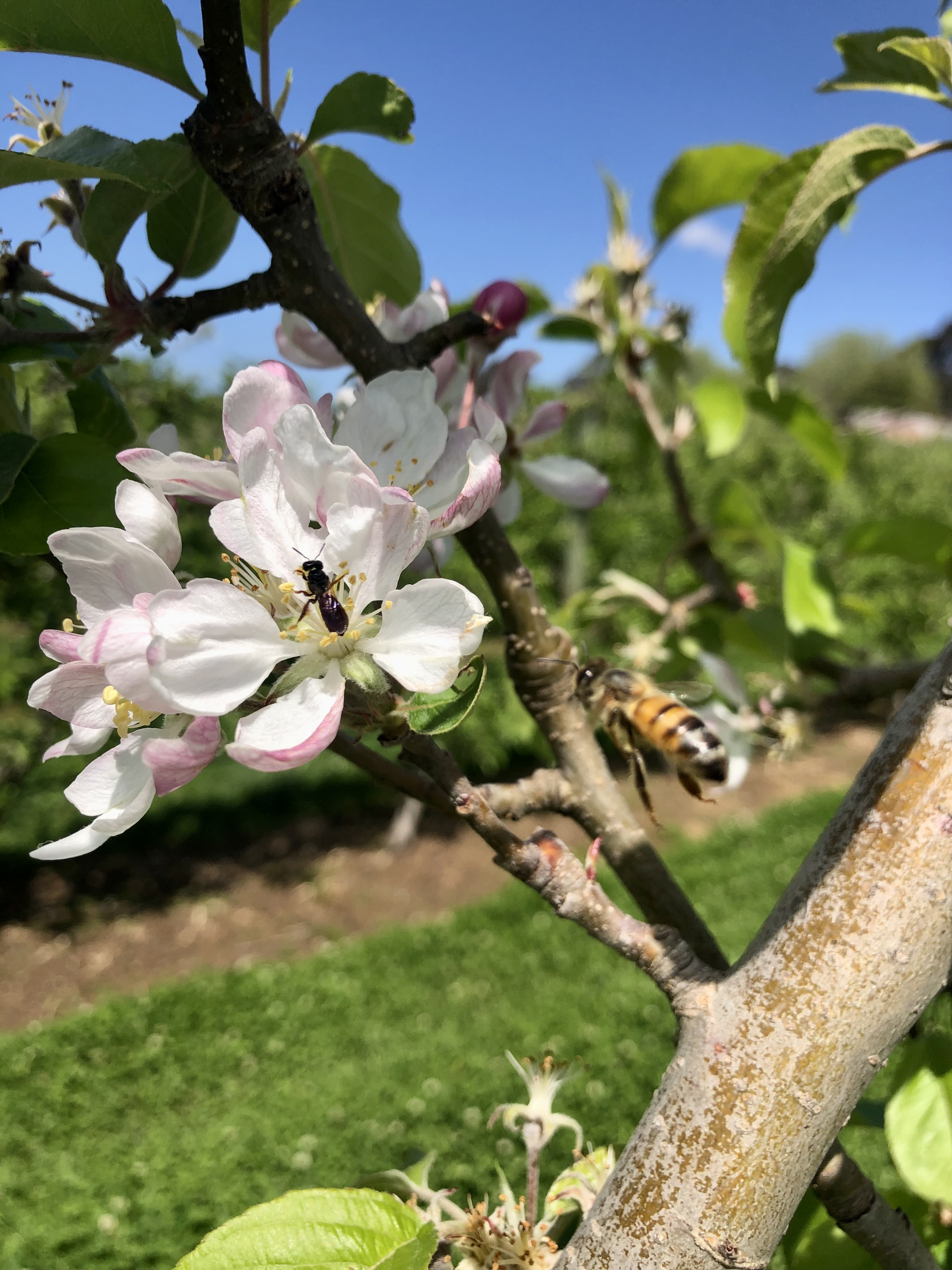 Image credit: Simon Tierney. Caption: Antipodean pollination services: Australian allodapines and European honey bees are distant relatives that converge to pollinate apple (Central Asian origin) in a Blue Mountains orchard.